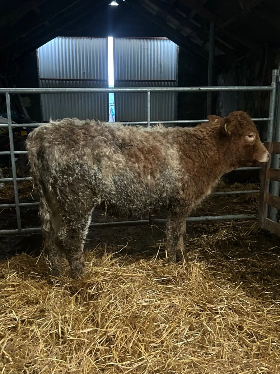 Super Roan CH Heifer - Image 3