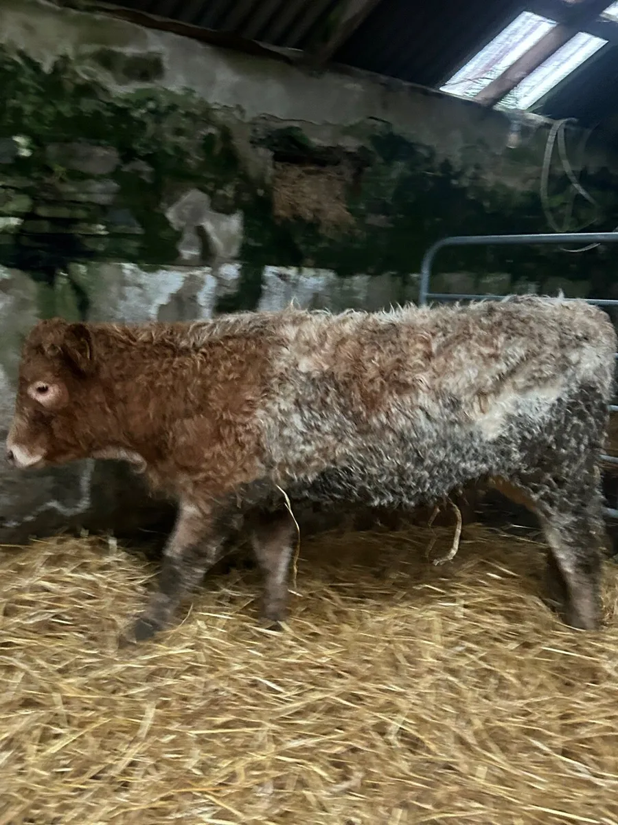 Super Roan CH Heifer - Image 4