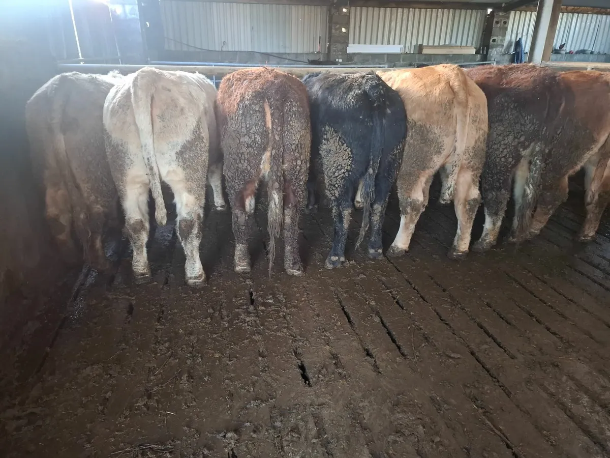 SUPER SUCKLERS - Image 1