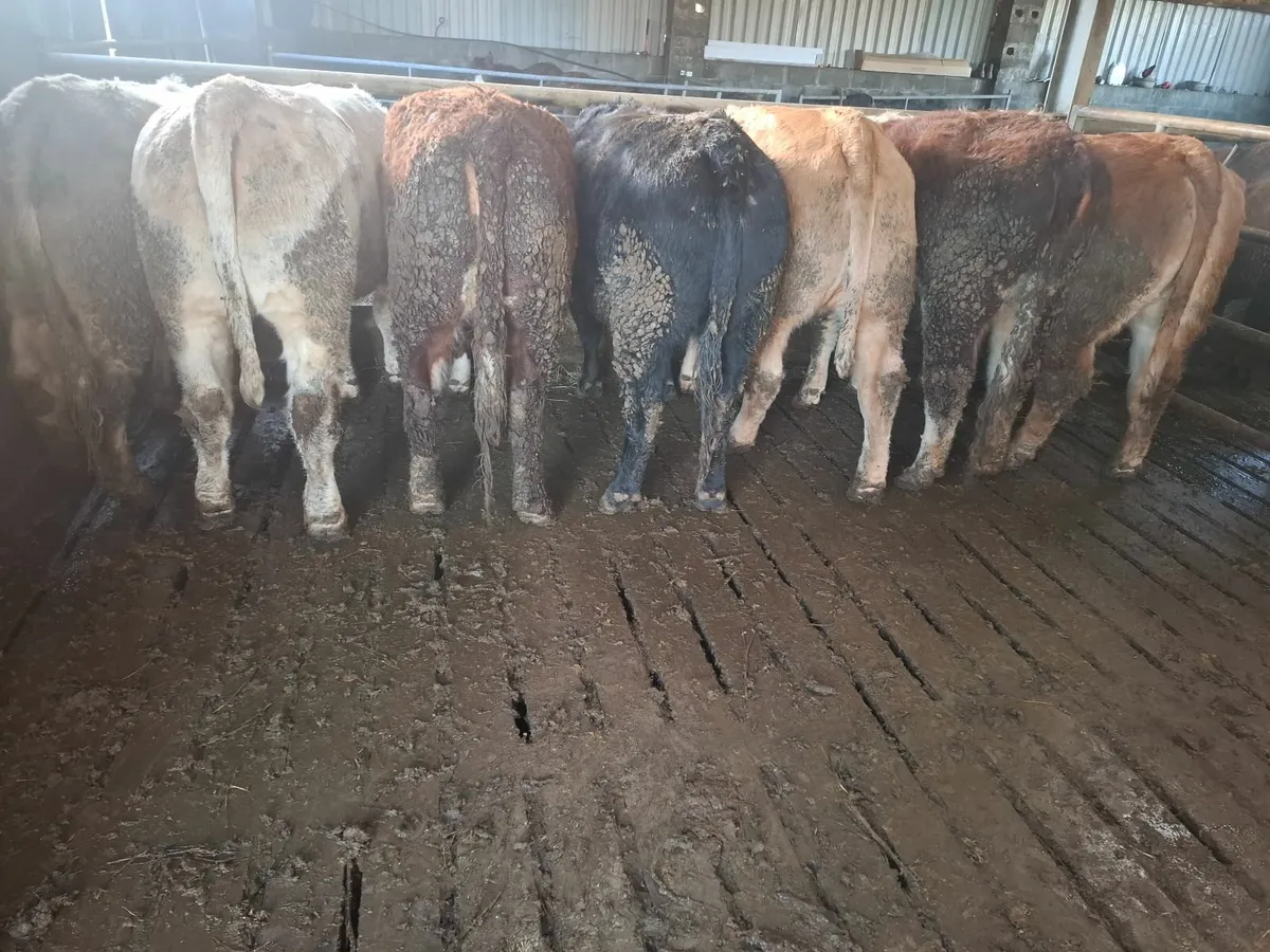 SUPER SUCKLERS - Image 2