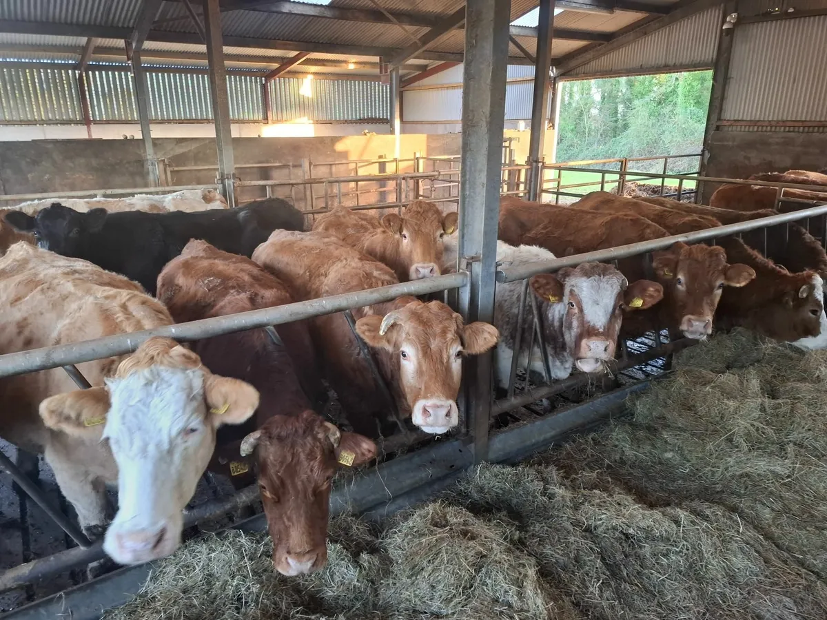 SUPER SUCKLERS - Image 3