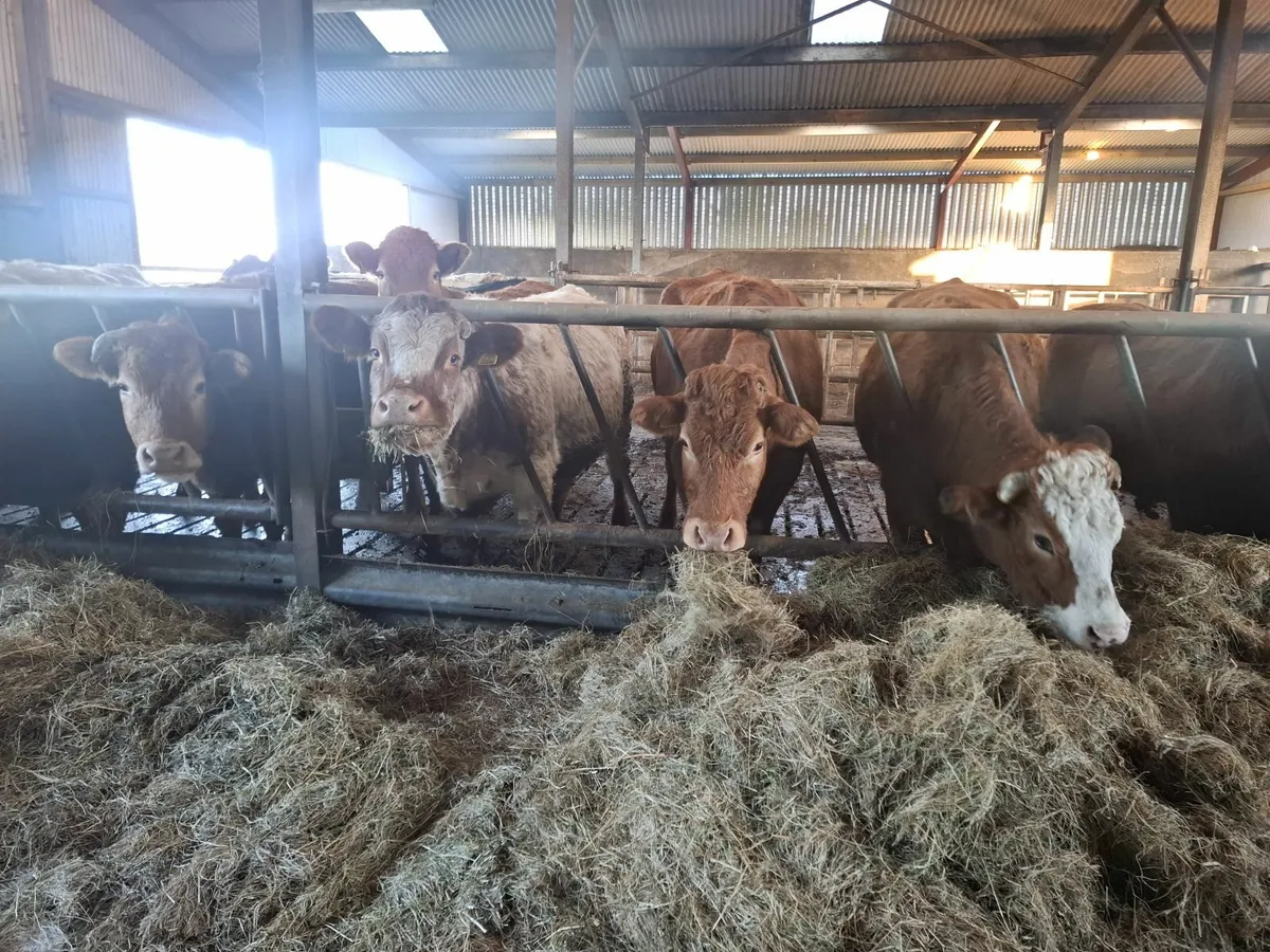 SUPER SUCKLERS - Image 4