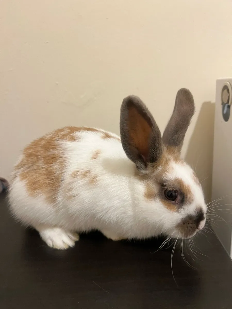 Rabbit - Image 1