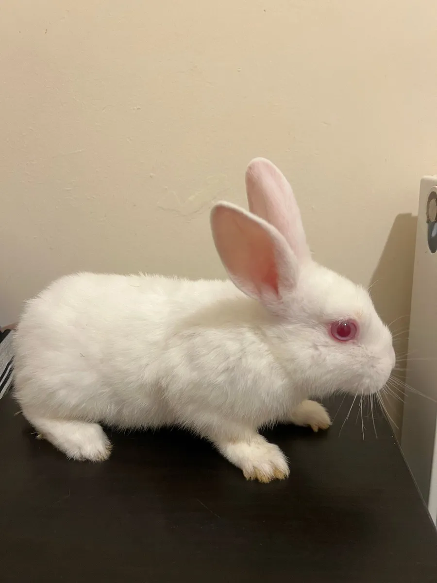 Rabbit - Image 2
