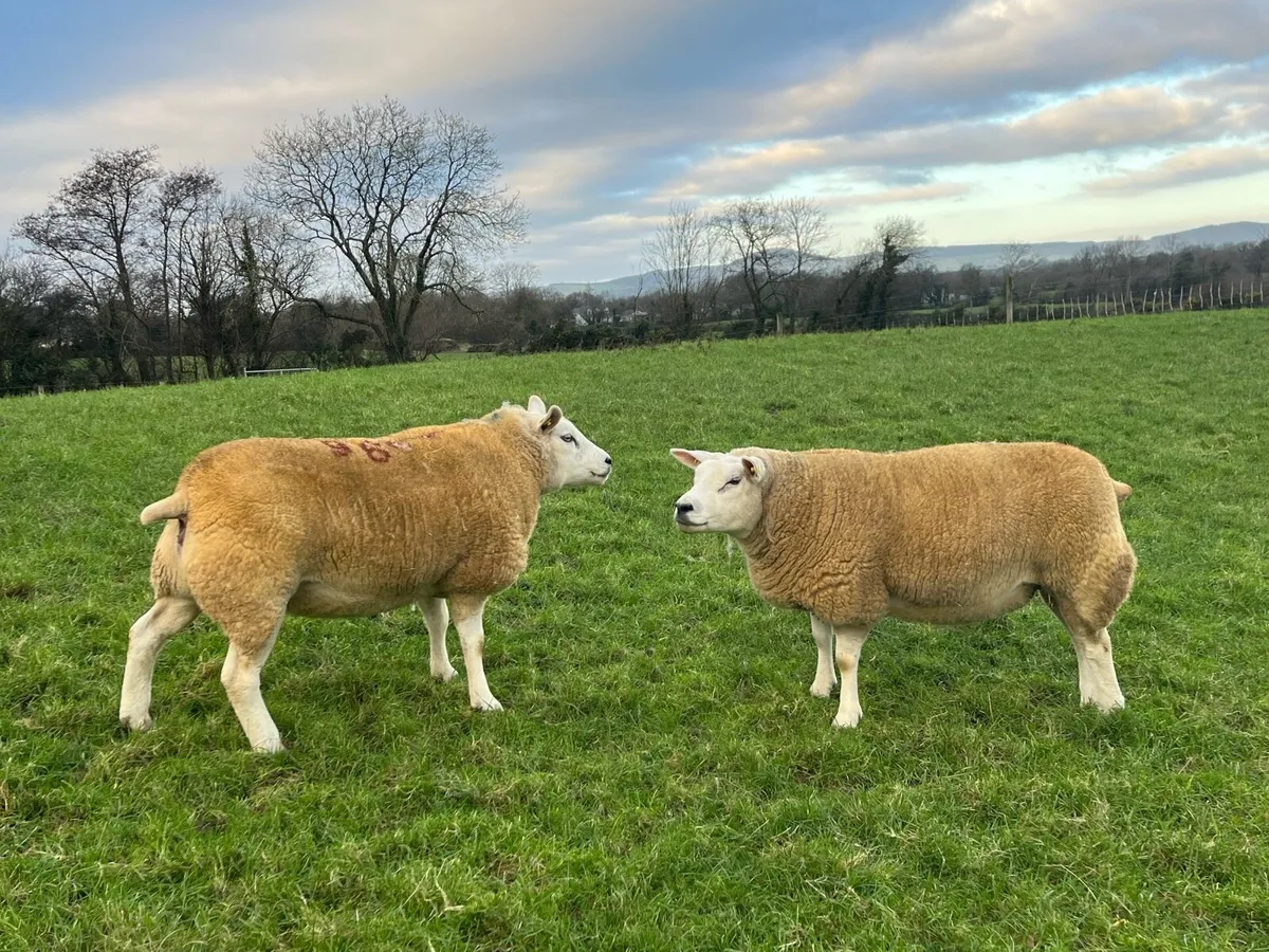 Texel inlamb shearing ewes. - Image 1
