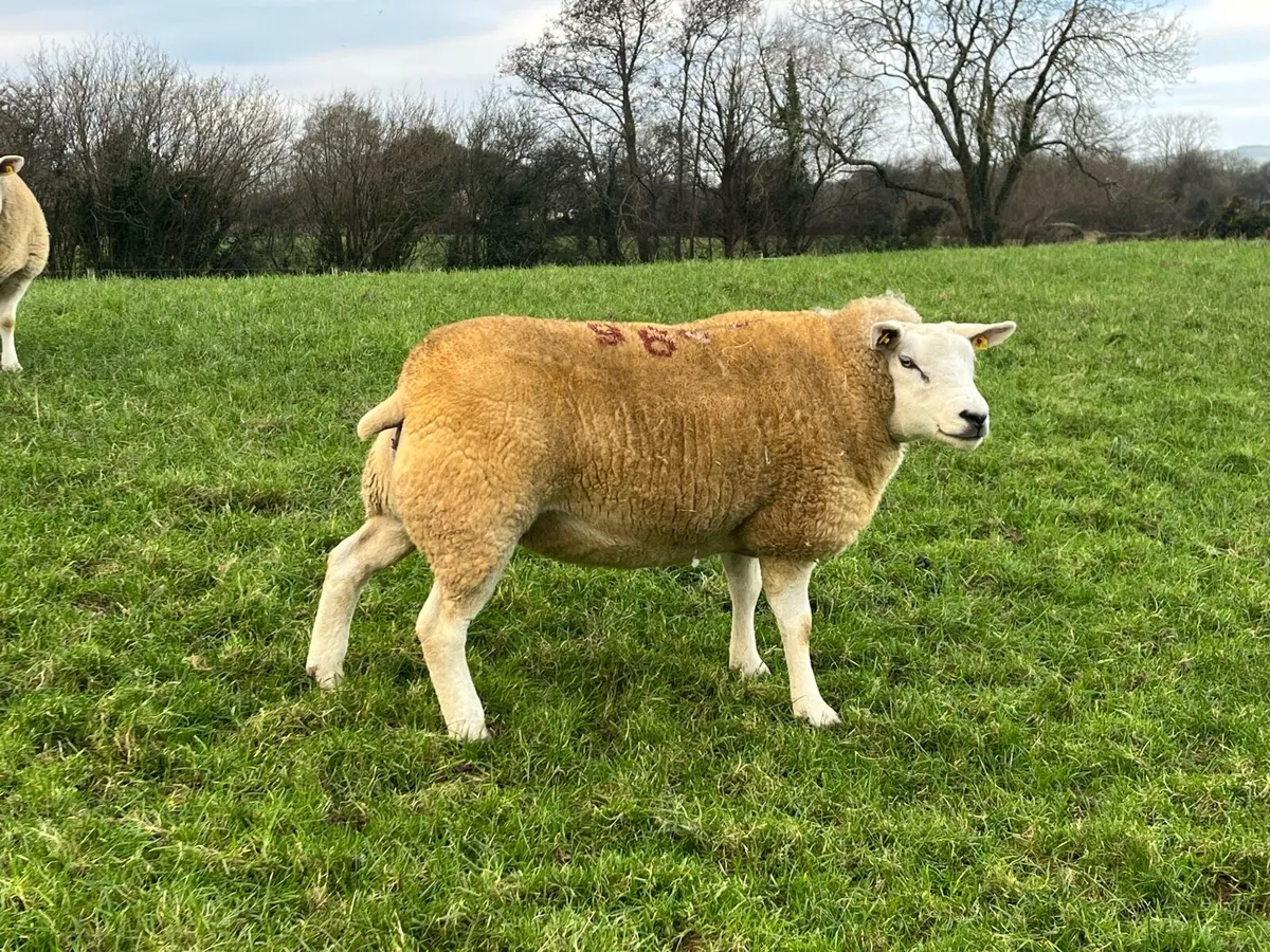 Texel inlamb shearing ewes. - Image 2