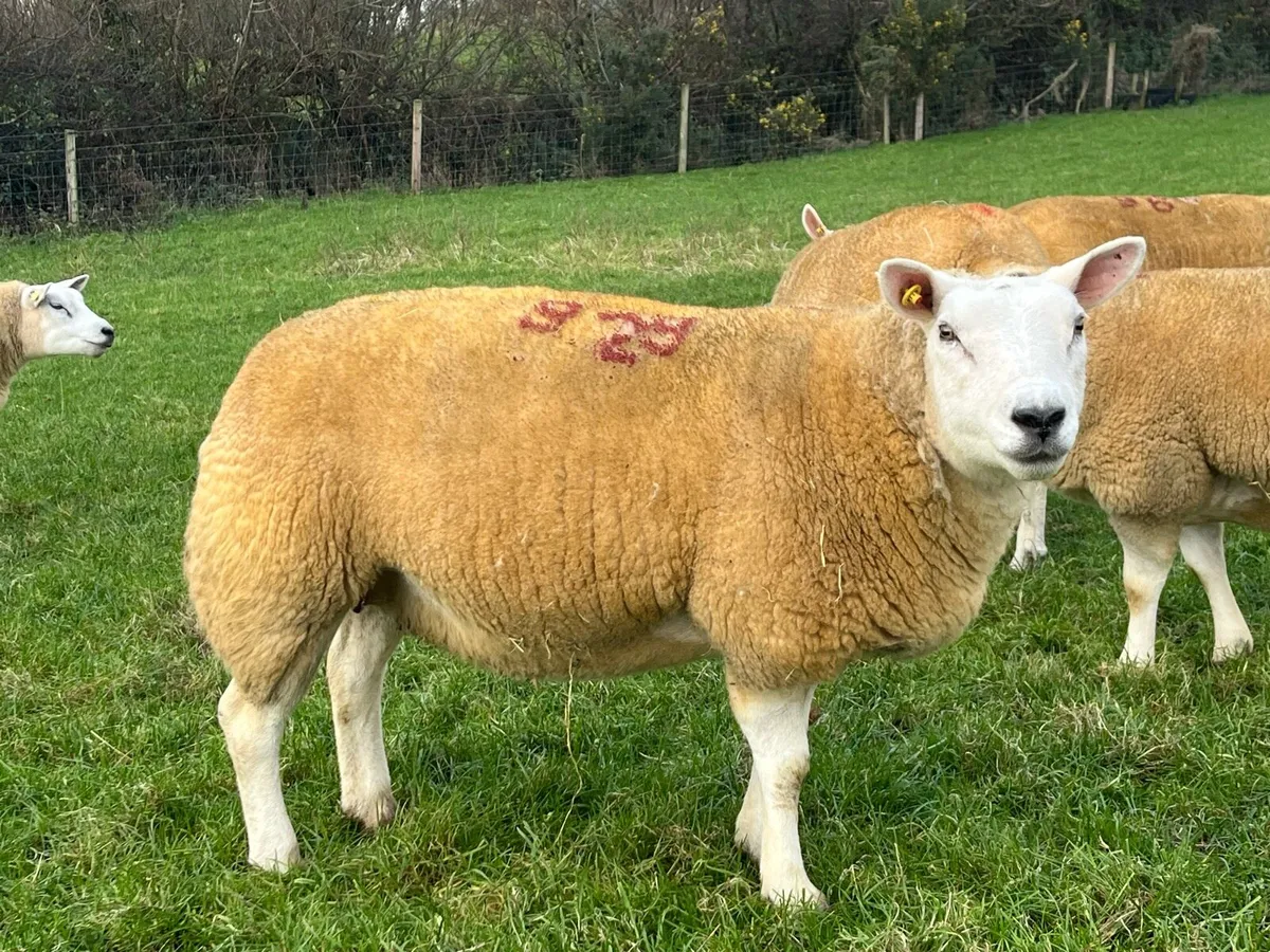 Texel inlamb shearing ewes. - Image 3