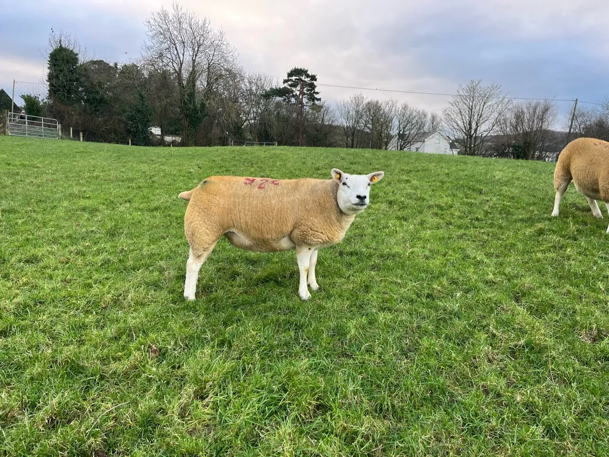 Texel inlamb shearing ewes. - Image 4