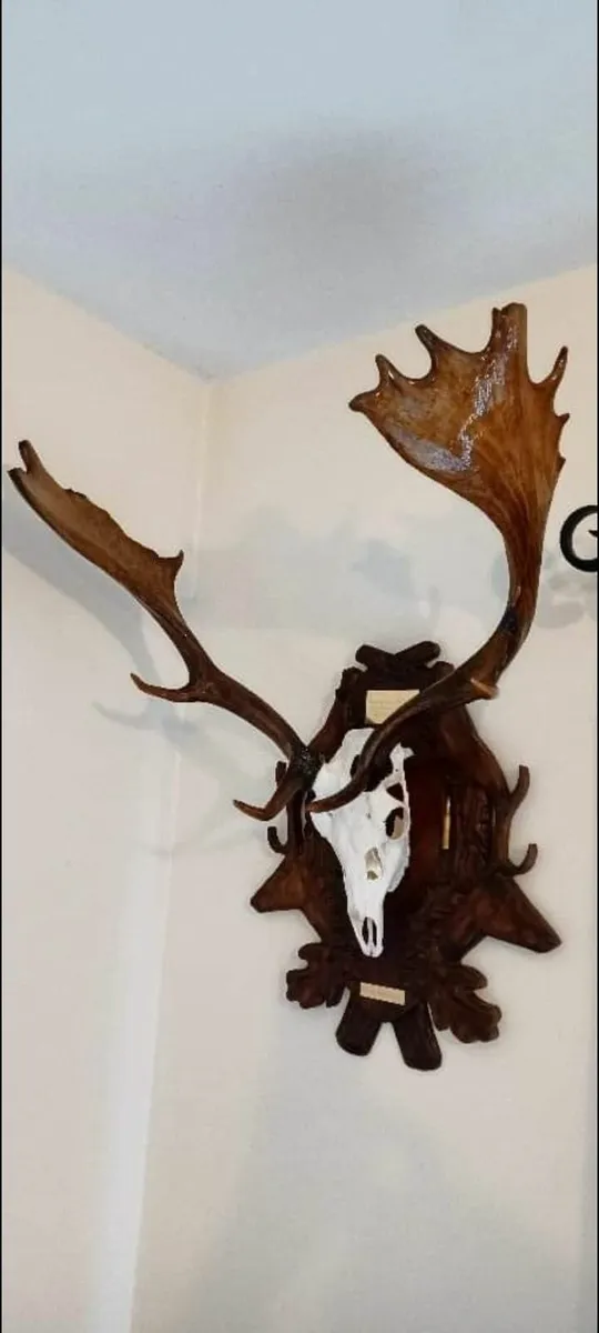 Fallow deer antlers - Image 1