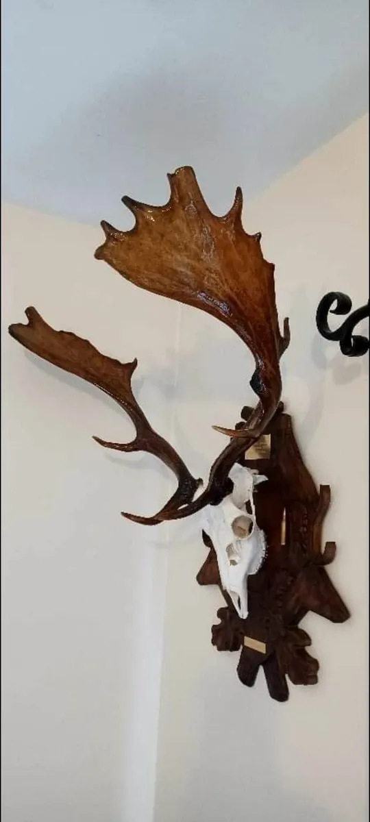 Fallow deer antlers - Image 2