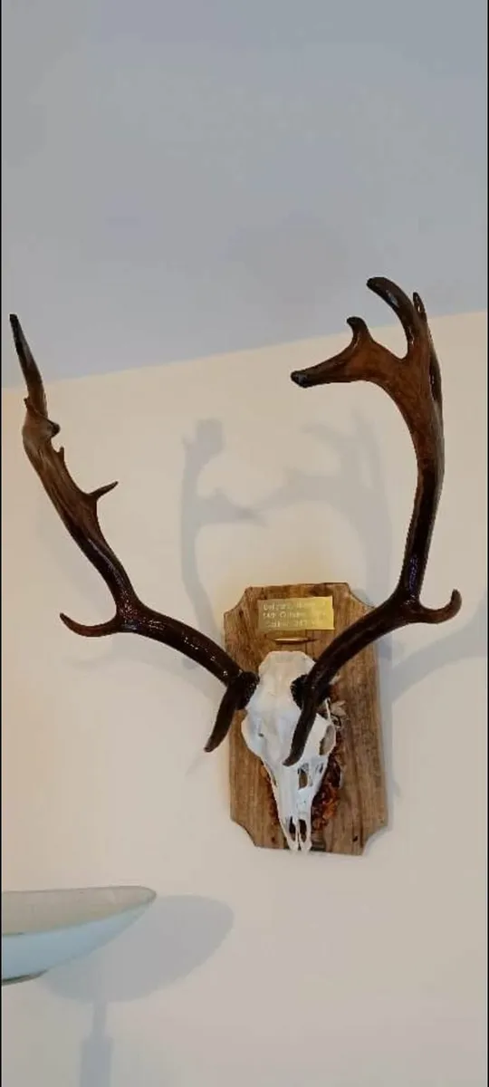 Fallow deer antlers - Image 3
