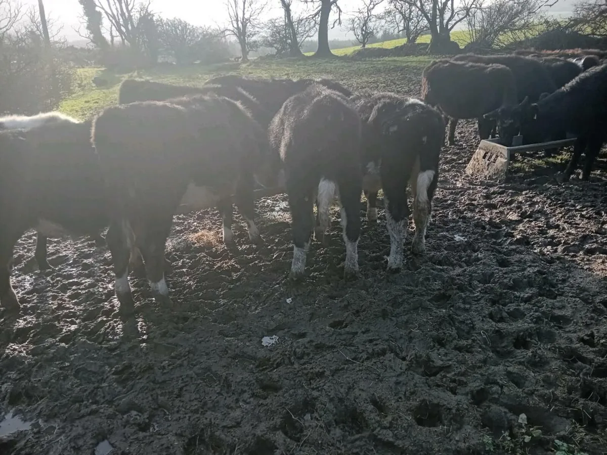 20 Outwintered Heifers - Image 3