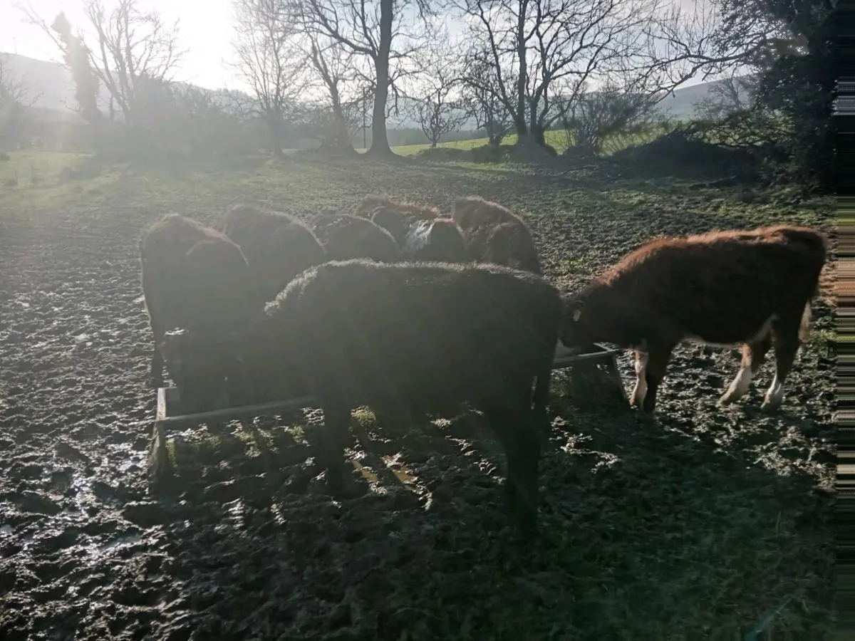 20 Outwintered Heifers - Image 2