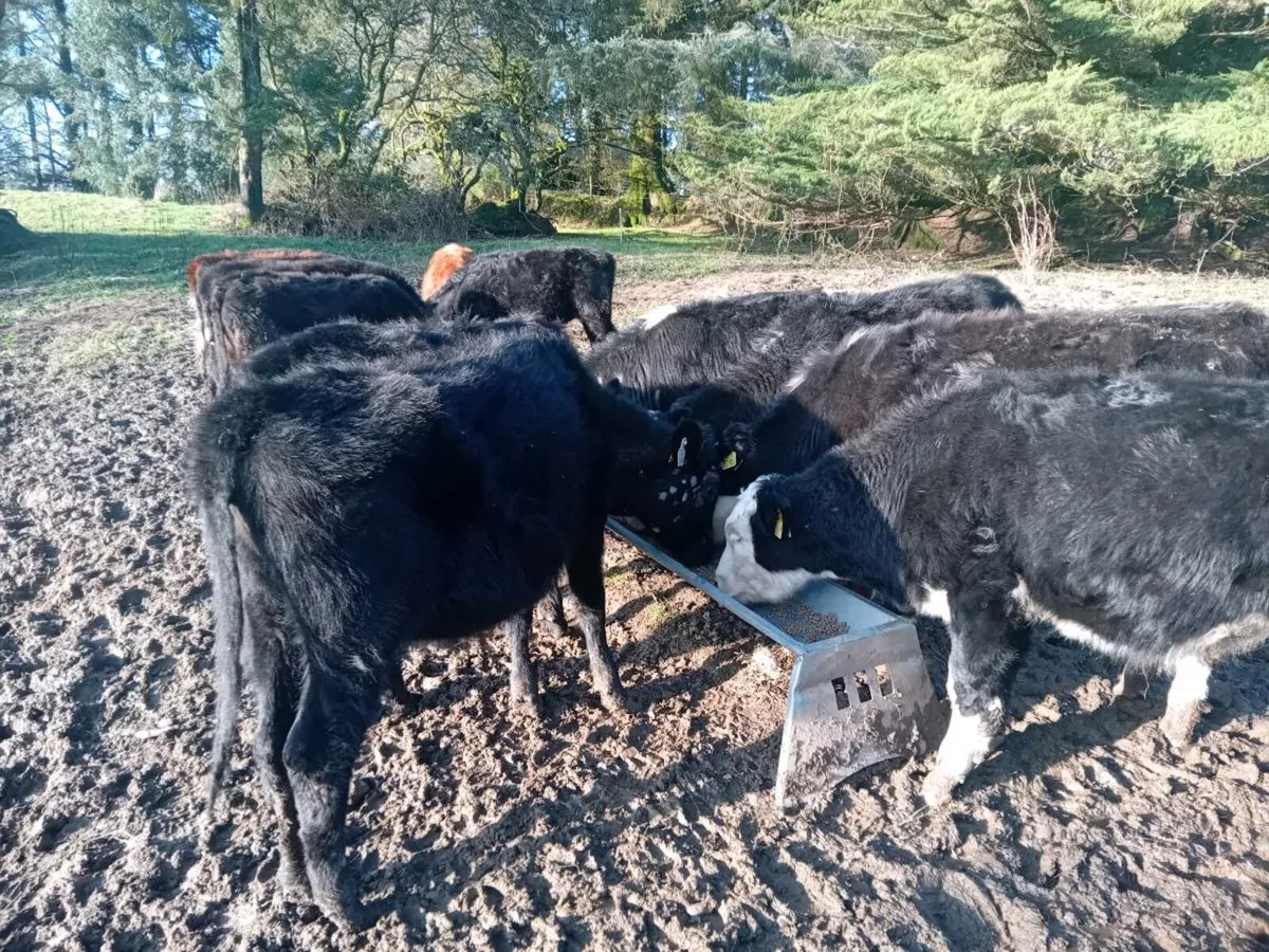 20 Outwintered Heifers - Image 1