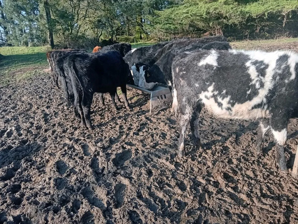 20 Outwintered Heifers - Image 4