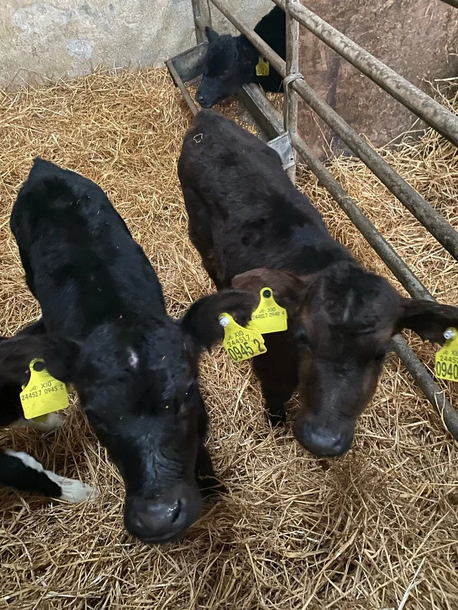 AA calves - Image 2