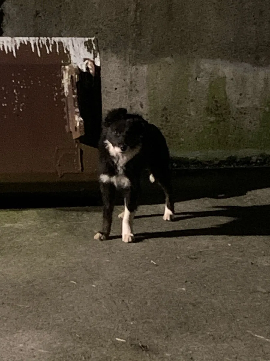 Farm helper - Image 1