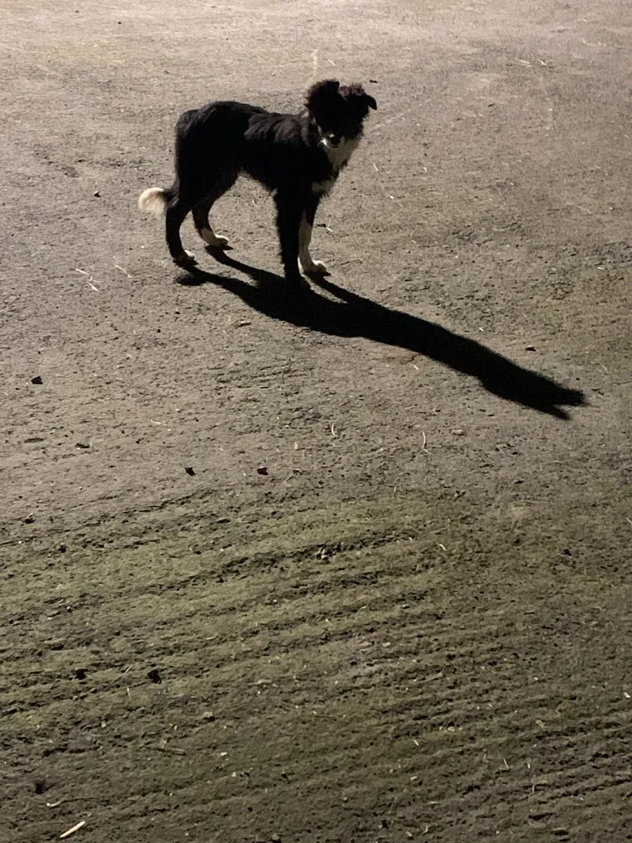 Farm helper - Image 3