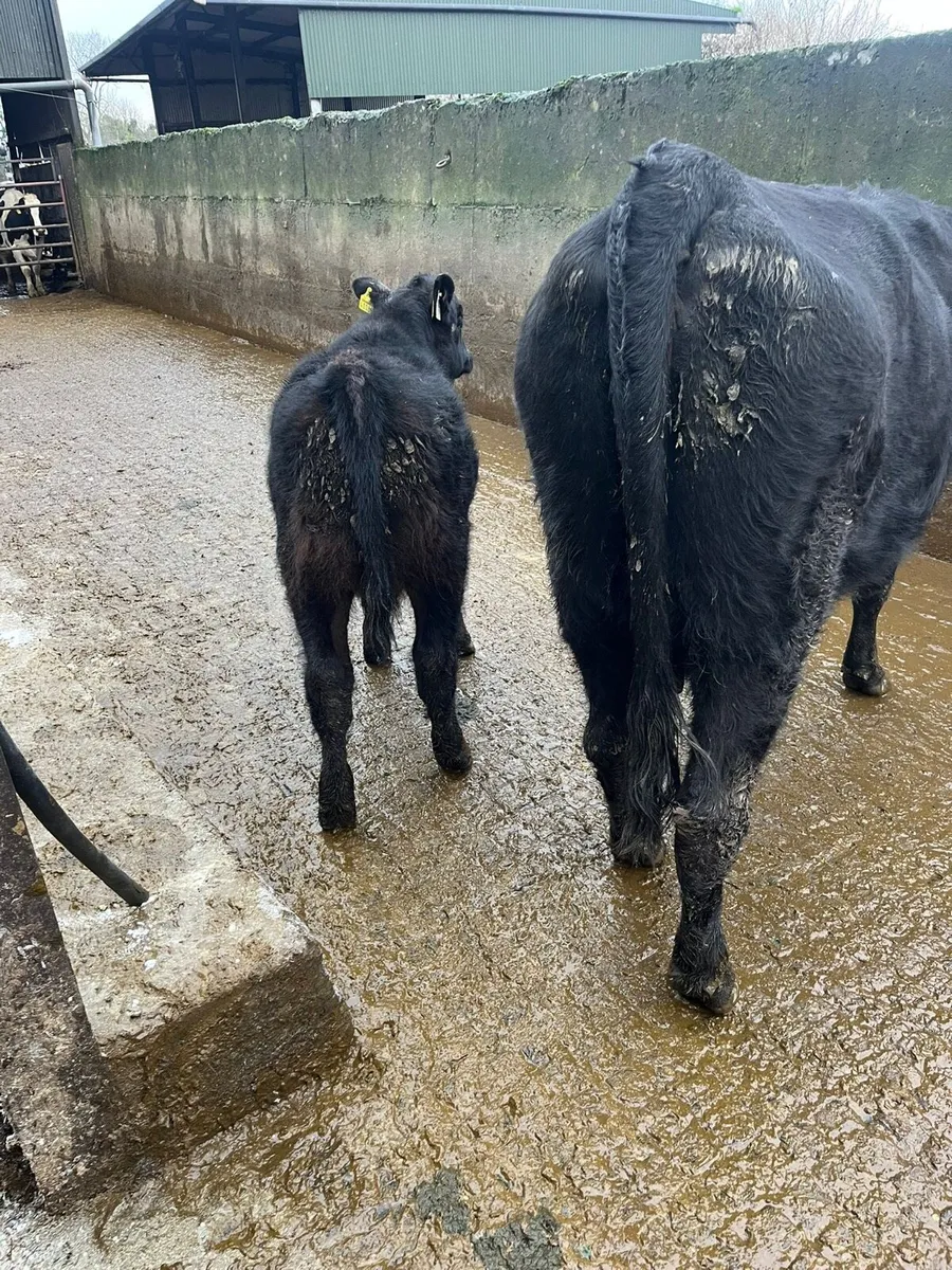 Suckler Cow and Calf - Image 2