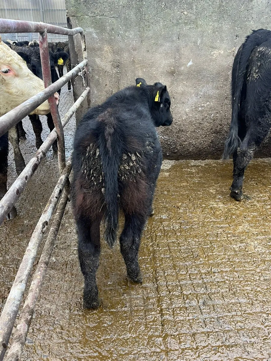 Suckler Cow and Calf - Image 3