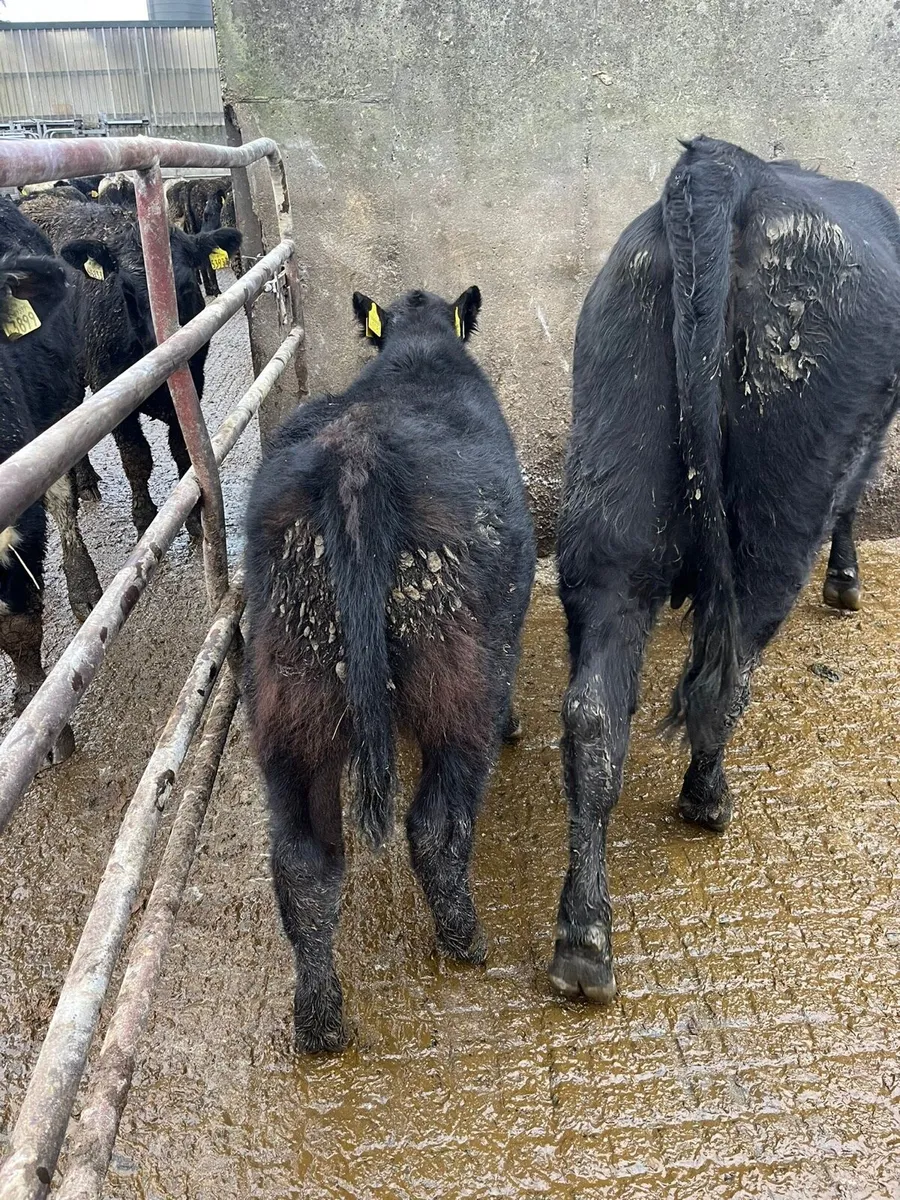 Suckler Cow and Calf - Image 4