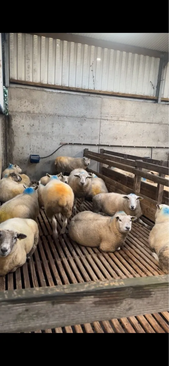 Timber Sheep Slats and Walkway Feeders - Image 1