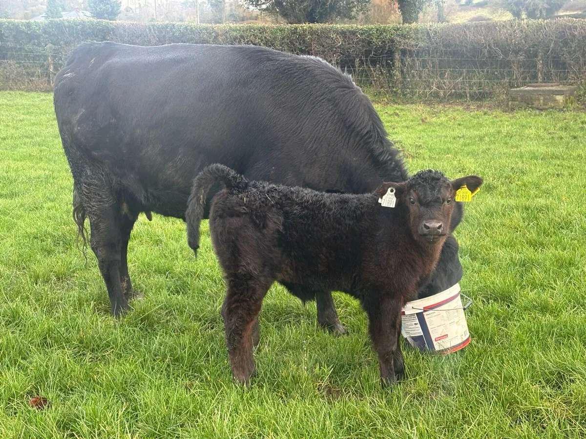 Angus heifer with calf at foot - Image 1