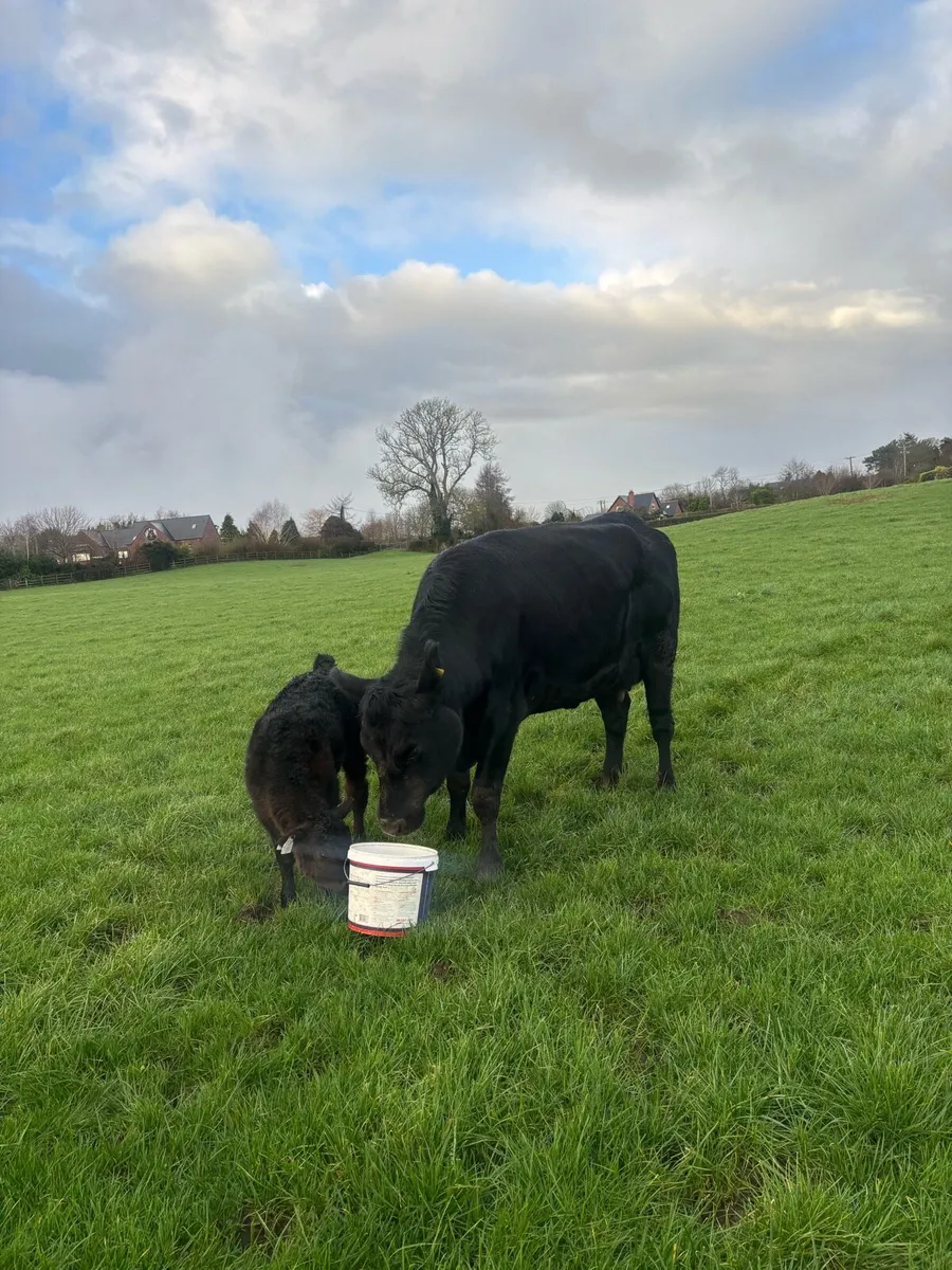 Angus heifer with calf at foot - Image 2