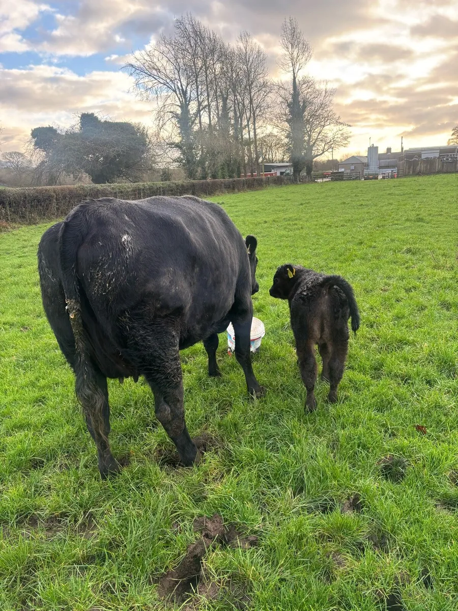 Angus heifer with calf at foot - Image 3