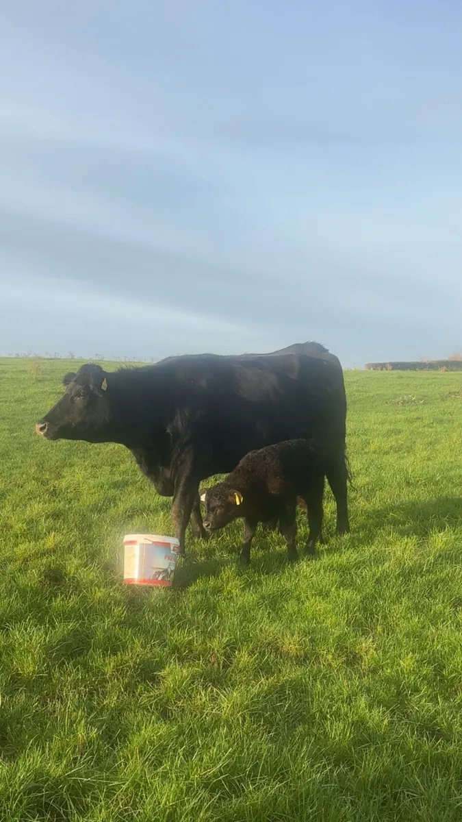 Angus heifer with calf at foot - Image 4