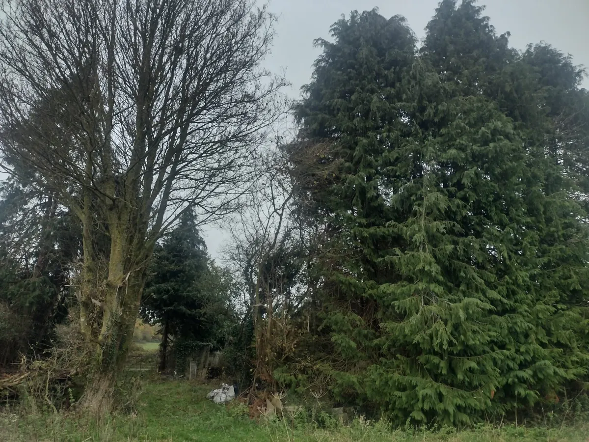 20-25 Trees for sale for firewood - Image 1