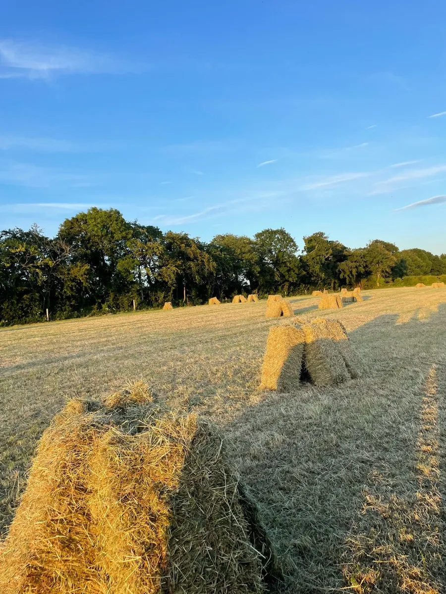 Top Quality Small Square Bales - Image 3