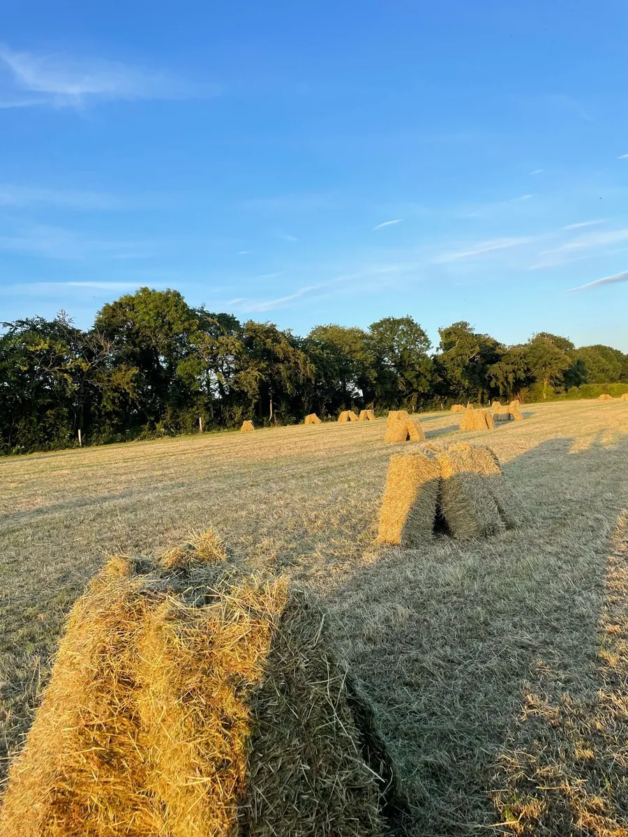 Top Quality Small Square Bales - Image 4