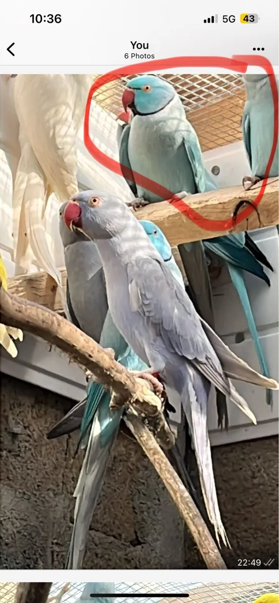 Spare ringneck hens - Image 1