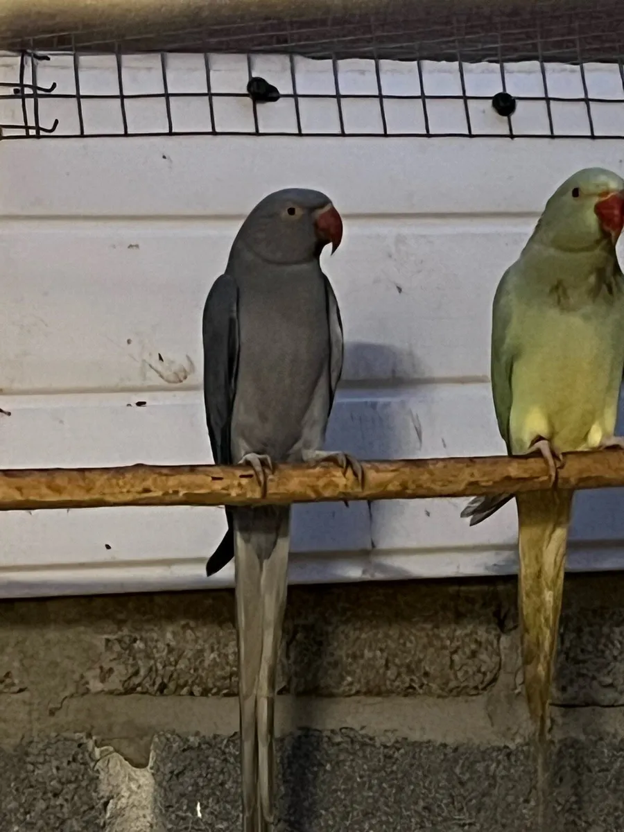 Spare ringneck hens - Image 2