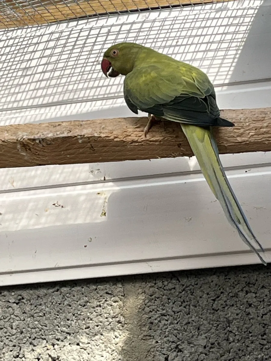 Spare ringneck hens - Image 3