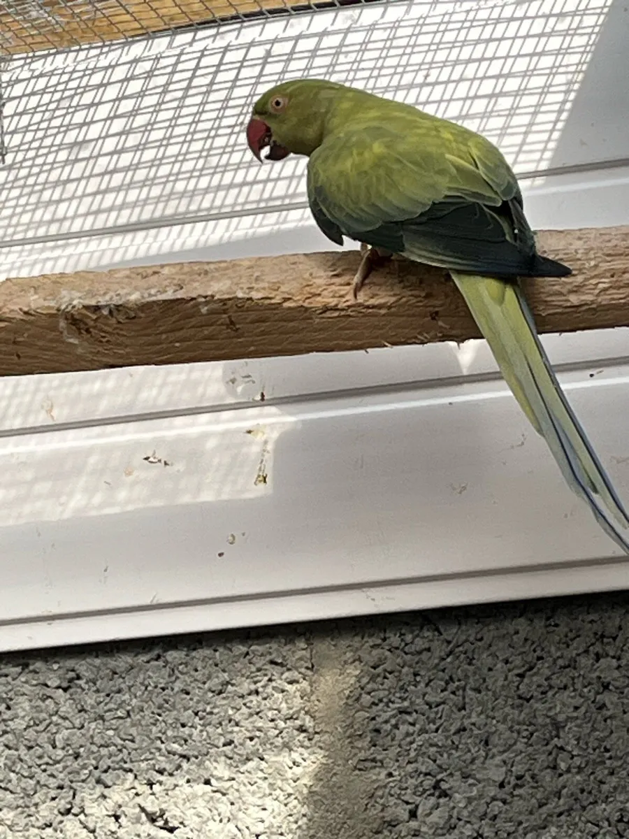 Spare ringneck hens - Image 4