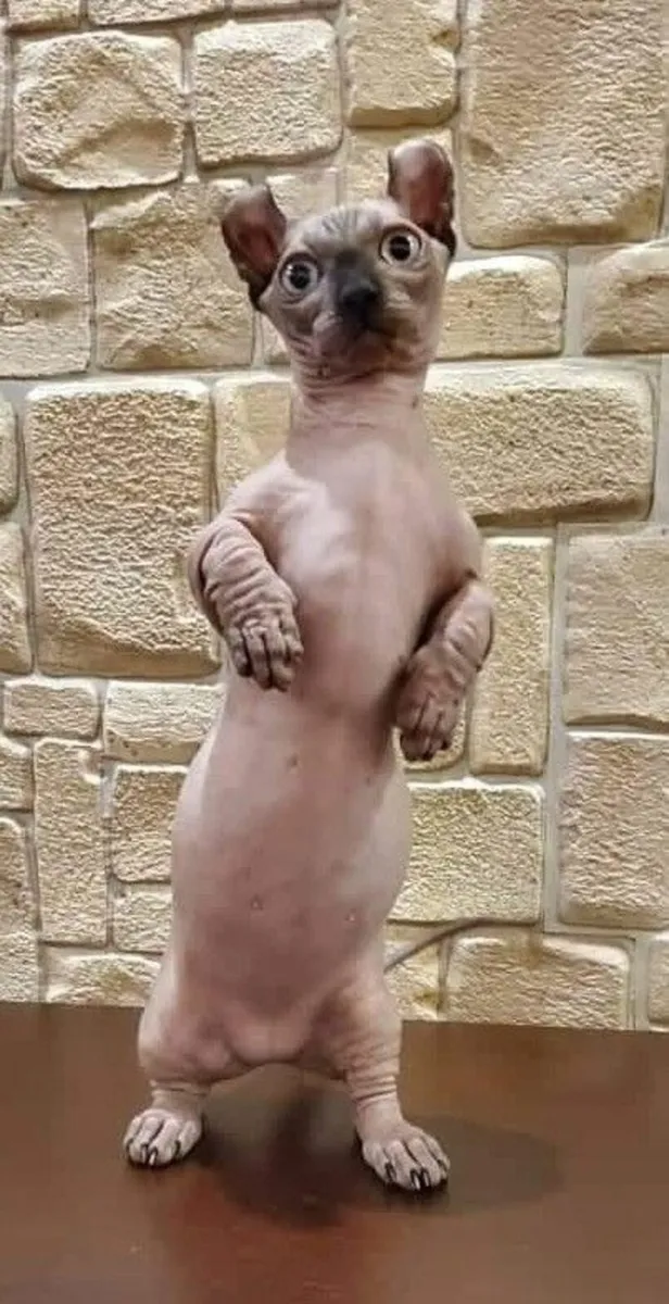 Sphynx DVELF  cats kitten (can deliver) - Image 2