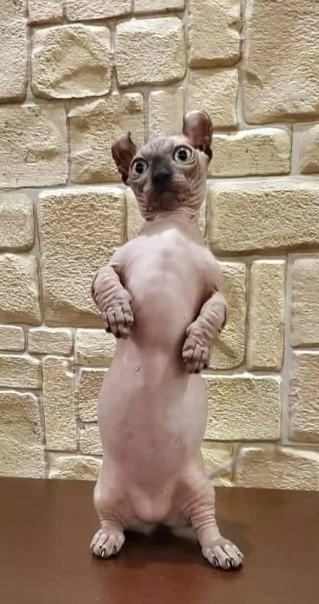 Sphynx DVELF  cats kitten (can deliver) - Image 3