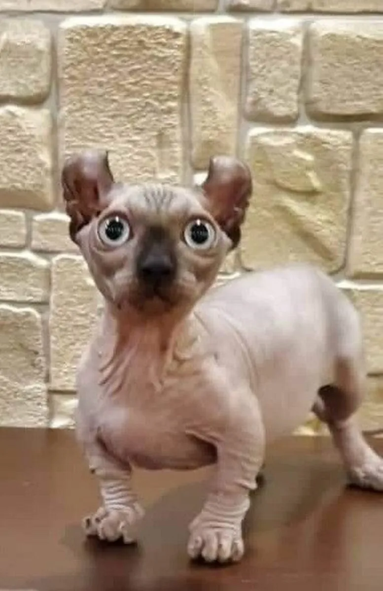 Sphynx DVELF  cats kitten (can deliver) - Image 4