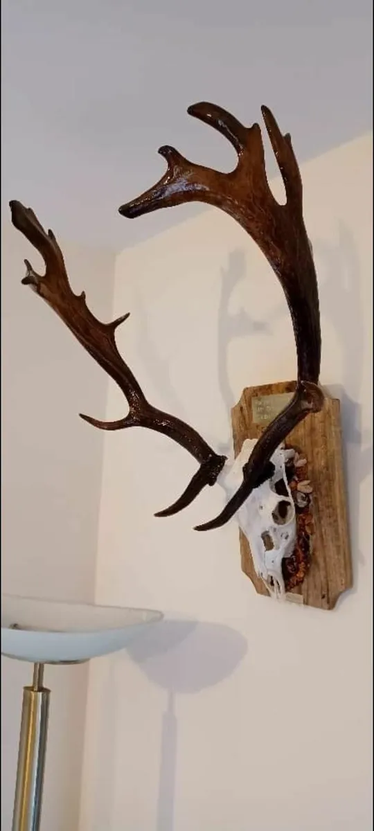 Mounted fallow deer antlers. - Image 4