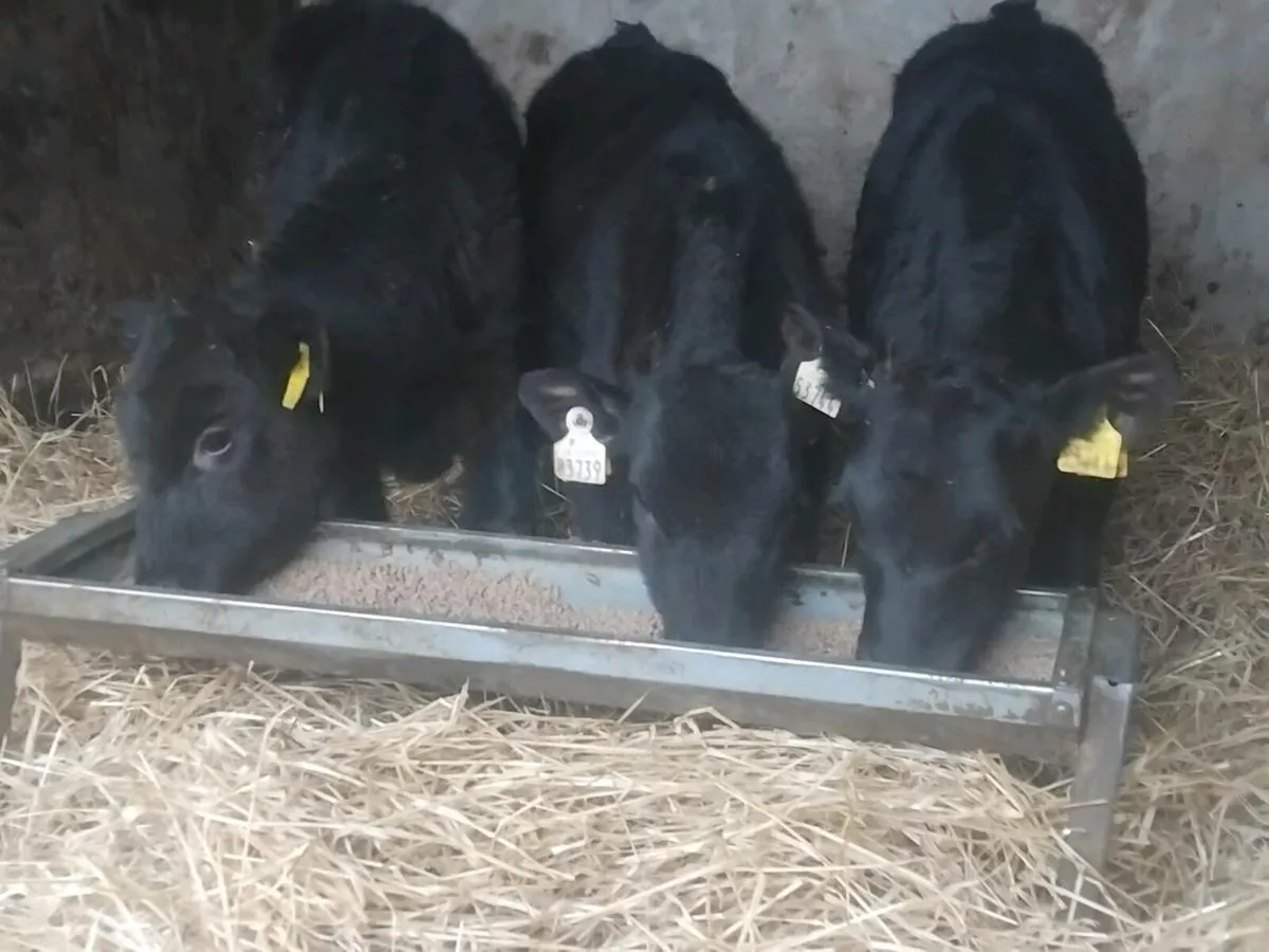 3 Quality Angus Bull Runners - Image 2
