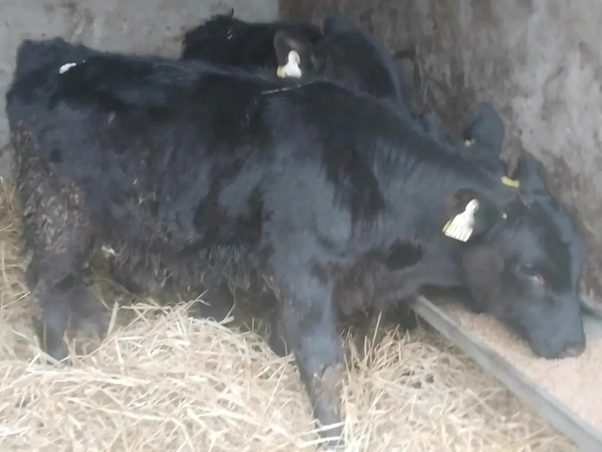 3 Quality Angus Bull Runners - Image 3