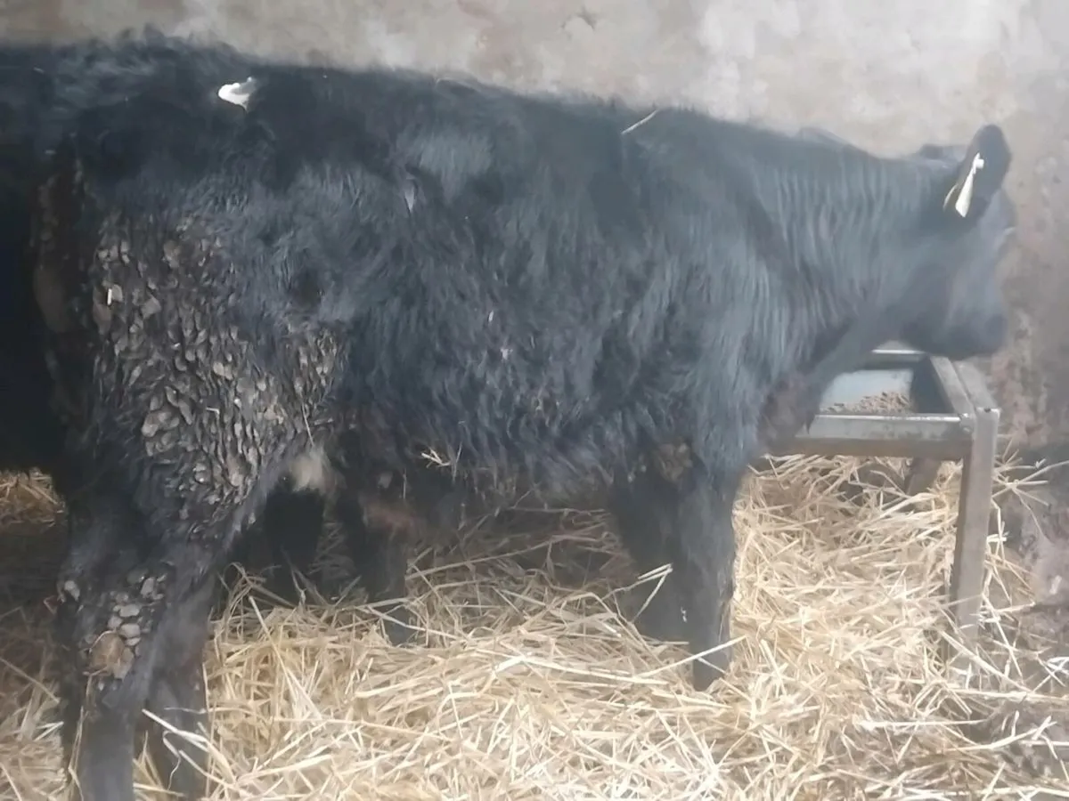 3 Quality Angus Bull Runners - Image 4