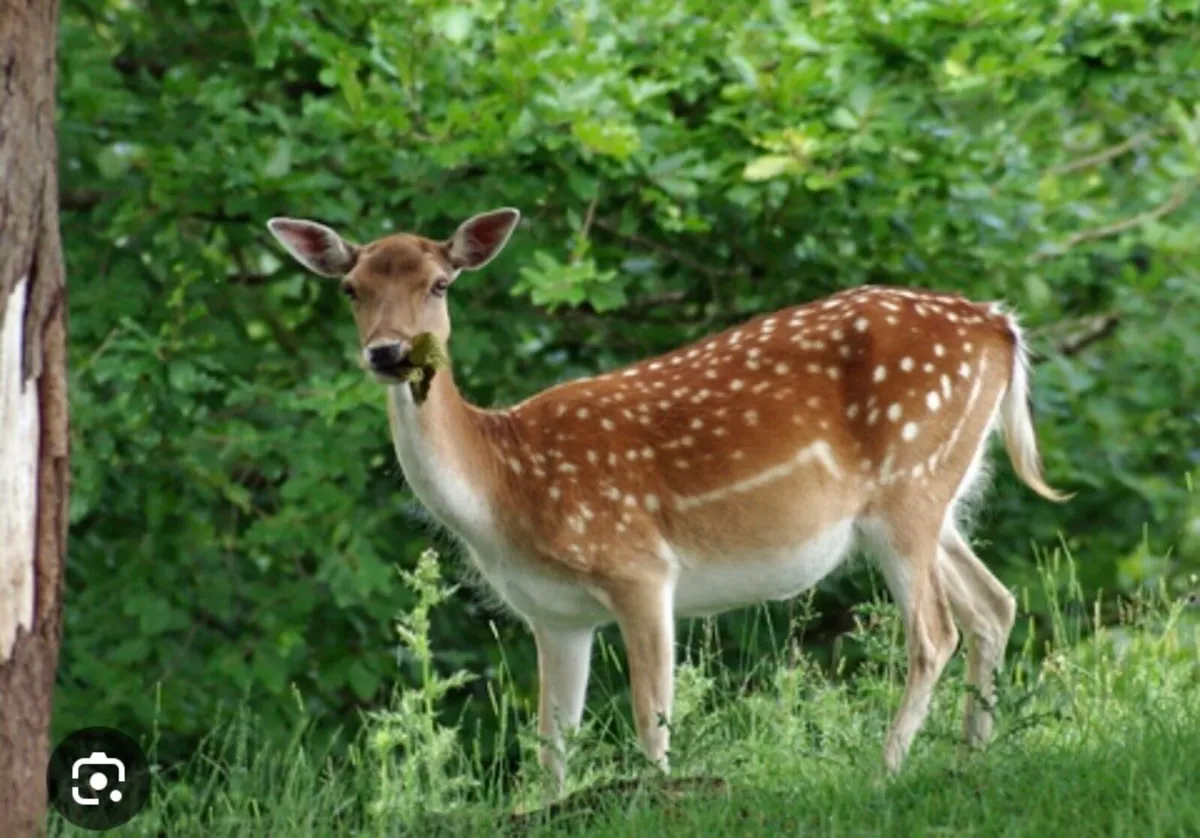 Deer management services / deer control - Image 1