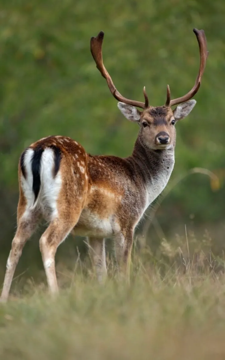 Deer management services / deer control - Image 2