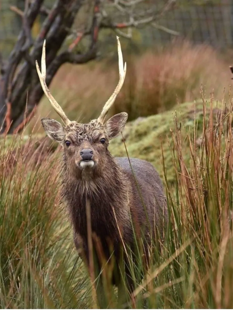 Deer management services / deer control - Image 3