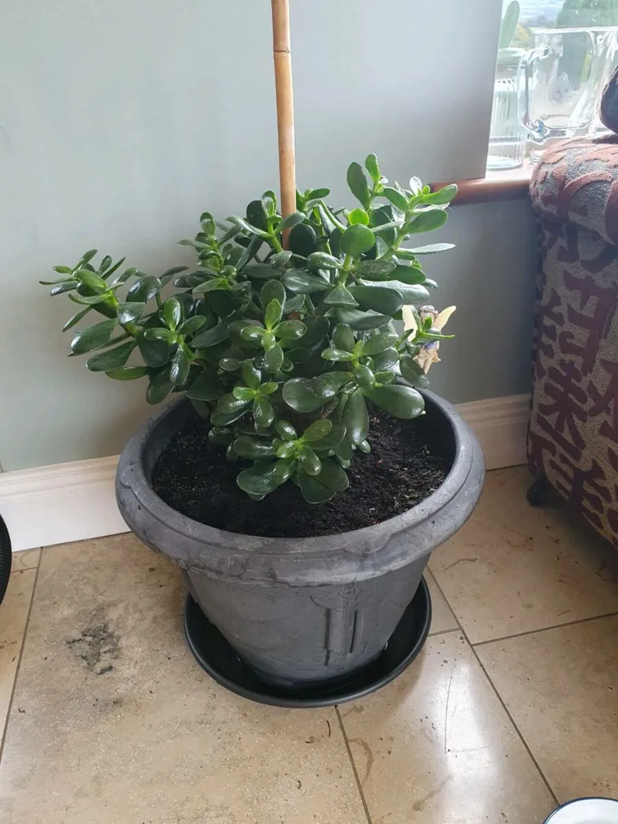 Moneyplant - Image 1