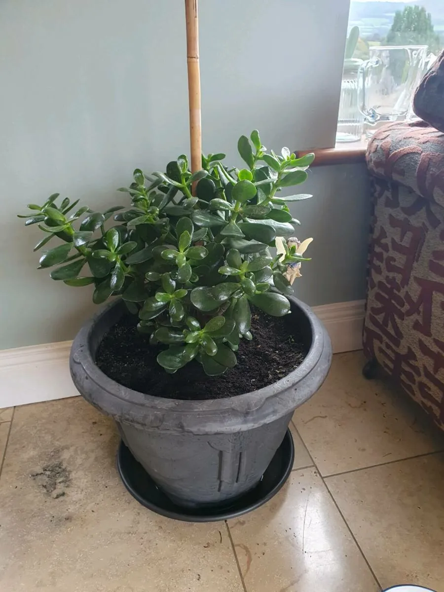 Moneyplant - Image 2