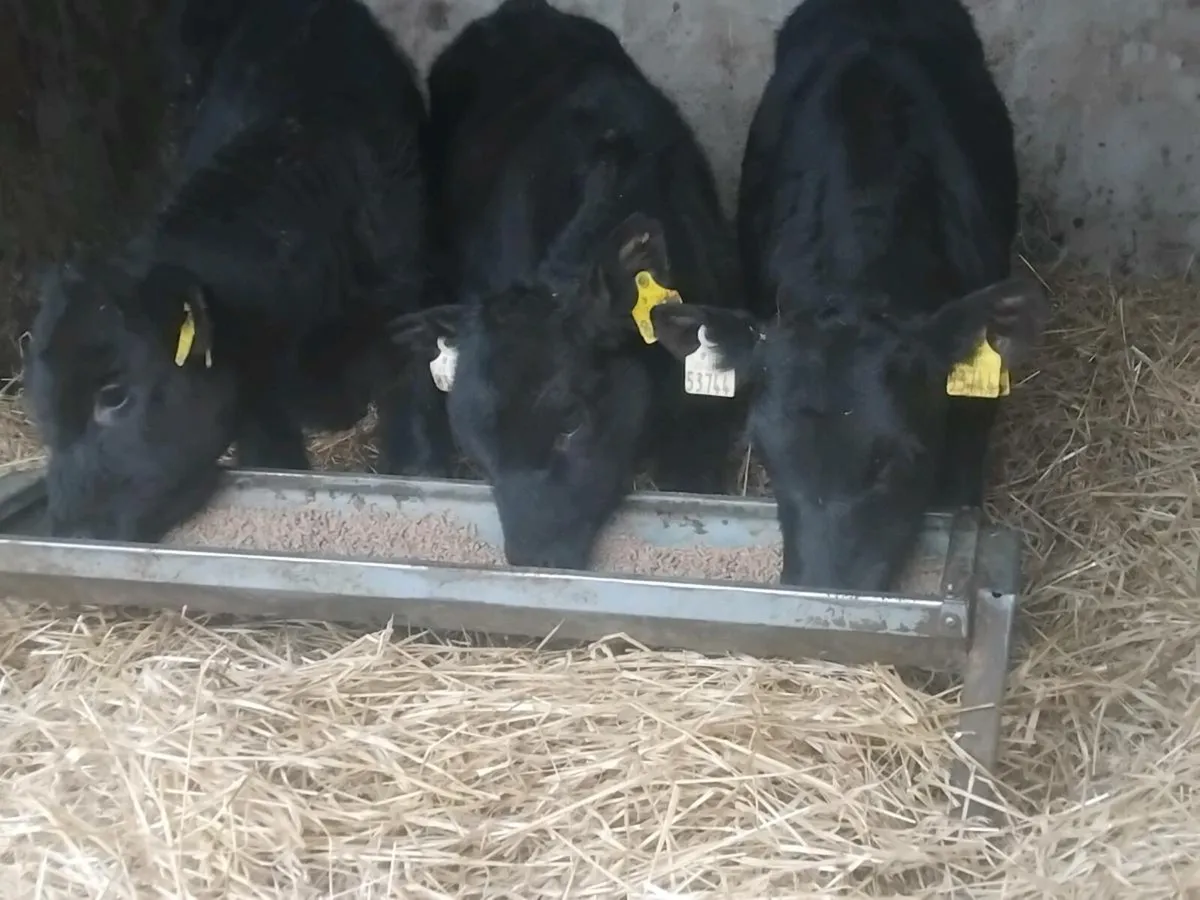 3 Quality Angus Bull Runners - Image 1
